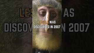  Meet the Lesula: Africa's Hidden Primate Treasure!