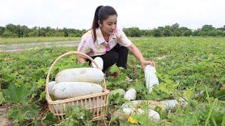 Ripe winter melon - Harvest and cooking ripe winter - Country chef