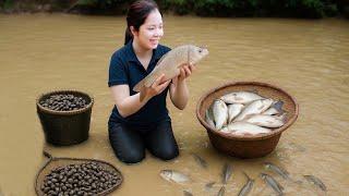 Harvesting A Lot Of Big Fish Goes To Market Sell - Cooking | Hanna Daily Life