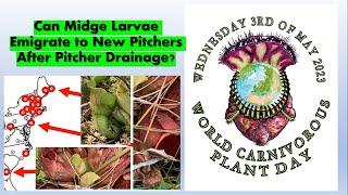 Can Midge Larvae Emigrate to New Pitchers After Pitcher Drainages?