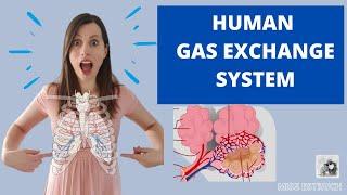 Human GAS EXCHANGE SYSTEM - A level Biology.  Learn the structures, ventilation and gas exchange.