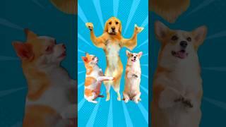 Super Cute Dog Dance 