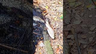 Fishing with a gillnet. #fishing #fish #fishingvideo #shorts #shortvideo #viral #shortsfeed