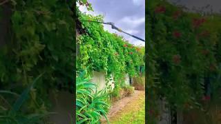 The beauty of letting go: a mindful gardening moment
