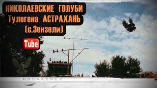 Николаевские голуби Тулегена. Астрахань (с.Зензели)