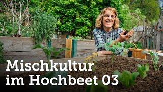 Teil 3 | Reiche Ernte aus dem Hochbeet erzielen mit Hilfe der genialen Mischkultur! 