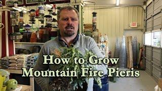 How to grow Mountain Fire Pieris with a detailed description