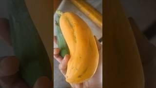 #poppadi lo variety breed#teliste comment cheyandi# #ytshorts #myvoice #papaya