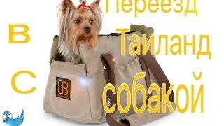 Переезд в Таиланд с собакой | Везде Хорошо #14