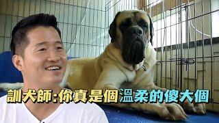 160斤的獒犬遭遇嚴重的心理創傷，訓犬師用最溫柔的方式幫它走出困境，結局讓大家倍感欣慰