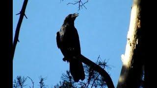 Raven. Reaction to danger. Voice, cry of a raven. Wildlife