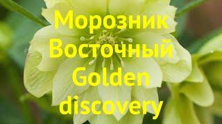 Морозник восточный Голден Дискавери. Краткий обзор, описание helleborus orientalis Golden discovery