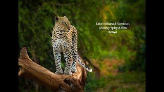 Wildlife safari photography & film, Lake Nakuru & Samburu Kenya