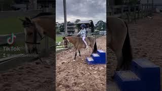 Cute and funny horse video #horse #equestrian #horsevideo