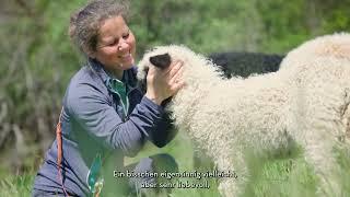 Klein, genügsam und flauschig – die Walliser Schwarznasenschafe