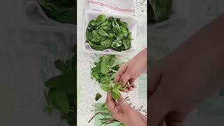 How to keep Mint fresh for long | Mint leaves storage