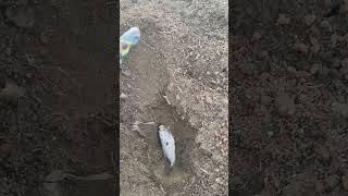 Высаживаем томаты с рыбой  правильно