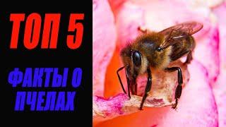 #Топ 5 интересных фактов о пчёлах / Миллиметровая Вселенная