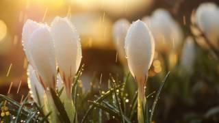 Spring - Plamen Petrov