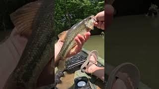 Oh thats a BASS (Wyatt out West) #riverfishing #outdoors #adventure #explore #kayakfishing #fishing