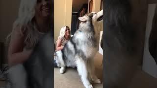 Alaskan Malamute Biggest Dog In The World #shorts alaskanmalamute #PetSimulatorX #PetSimX