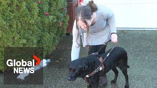 Blind woman denied bus ride in BC, company says she didn't follow policy for service dog