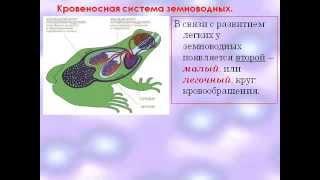 Строение и деятельность внутр. органов земноводных.AVI