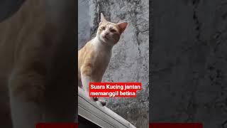 Suara kucing jantan memanggil betina mau kawin#shorts , #vidioshort , #kucing ,