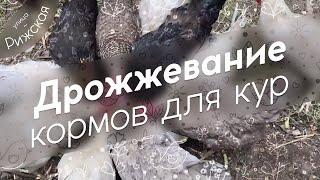 Дрожжевание кормов для кур  Простой способ повысить яйценоскость и иммунитет