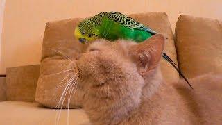 Смешной кот Марсик и весёлый попугай Кеша. Cat and parrot.