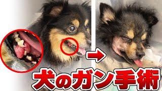 【命の危険】犬のガン切除手術とその後の経過をお見せします。Vol.76