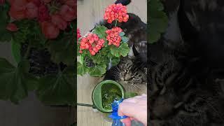 Любой цветок сразу зацветет пышной шапкой, всего 1 ложка в воду и пышное цветение #цветы #герань