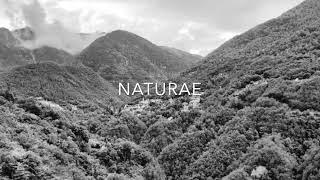 Naturae - Landslide