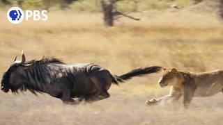 Lion vs. Wildebeest: How Lions Hunt as a Pride