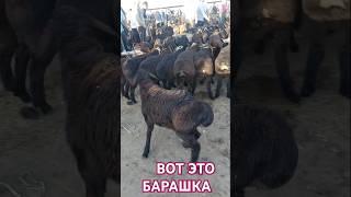 ВОТ ЭТО НАСТОЯЩИЙ ГИССАРСКАЯ БАРАШКА