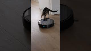 Robot Invasion  #cat #vacuumrobot