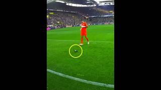 Animals in pitch + Dog 