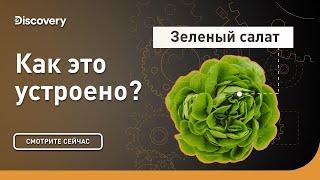 Зеленый салат | Как это устроено | Discovery