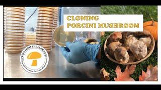 Cloning a porcini: Boletus edulis