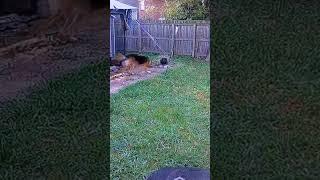 That squirrel did that on purpose ! funny German shepherd dog chase #short #shorts