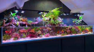 300 Days In: You Won’t Believe What My Saltwater Paludarium Looks Like Now