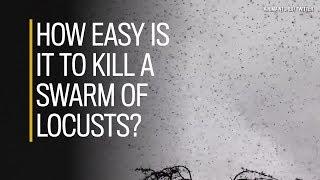 NP Explained: How easy is it to kill a swarm of locusts?