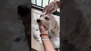 养狗必看｜狗狗在家洗澡教程（宠物店偷学版）#宠物洗澡美容 #宠物洗澡 #宠物洗护 #狗狗洗澡教程
