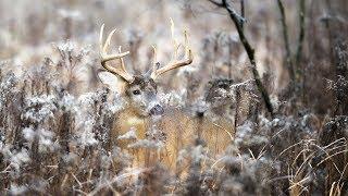 How to Take Advantage of Big Buck Bedding Areas