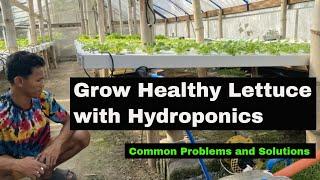 Grow healthy hydroponic lettuce!