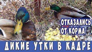 Утки на кормушке отказались кушать.