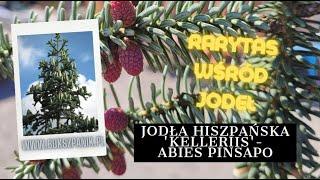 Jodła Hiszpańska Kelleriis - Abies pinsapo - rarytas wśród jodeł