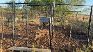 Trapping 3 wild Boars with the Lowe’s home improvement dog kennel