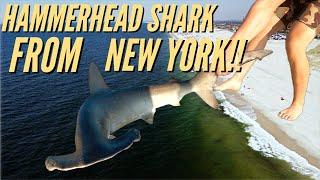 HAMMERHEAD SHARK Caught From NEW YORK BEACH?!? Shark Fishing INSANITY