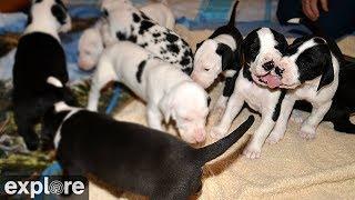 Great Danes Nursery Cam - Service Dog Project powered by EXPLORE.org